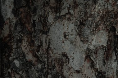 ağaç kabuğu dokusu arkaplanı