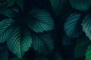 Parlak yeşil yaprakları üst görünümü minimalist arka plan