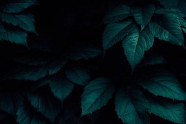 Parlak yeşil yaprakları üst görünümü minimalist arka plan