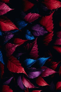 Parlak yeşil yaprakları üst görünümü minimalist arka plan