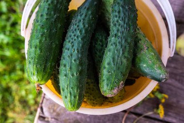 Taze salatalık ile Konteyner yakın görünümü