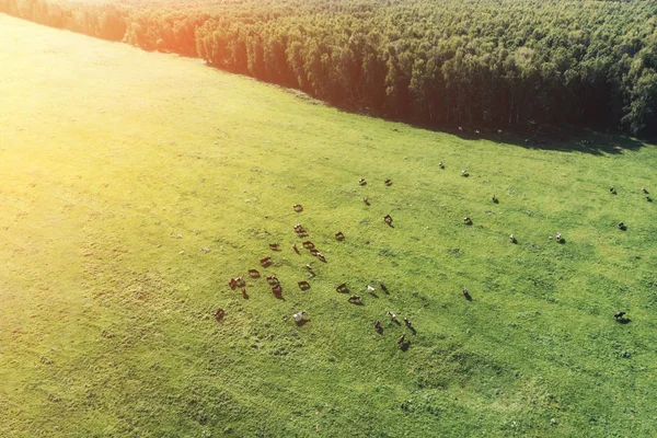 Стадо корів на красивому зеленому лузі — стокове фото