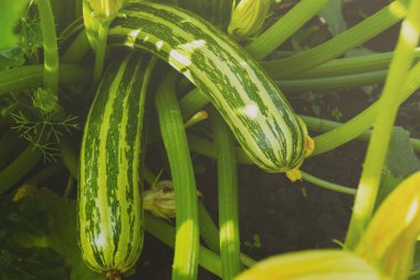 Taze kabak bahçede yakın görünümü yetişir