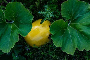 Taze kabak bahçede yakın görünümü yetişir