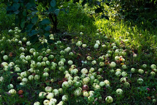 Verse en rotte appels in de tuin — Stockfoto