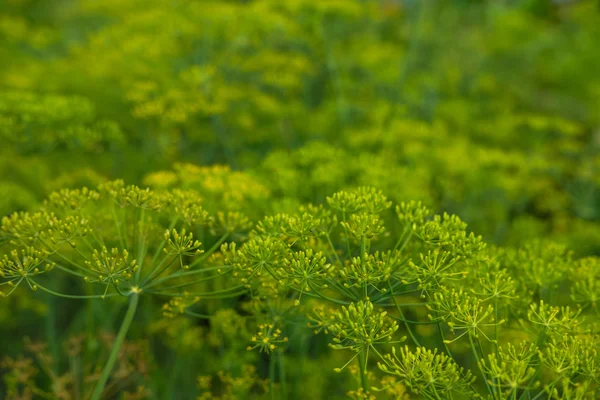 Bright green leaves top view minimalistic background — Stock Photo, Image