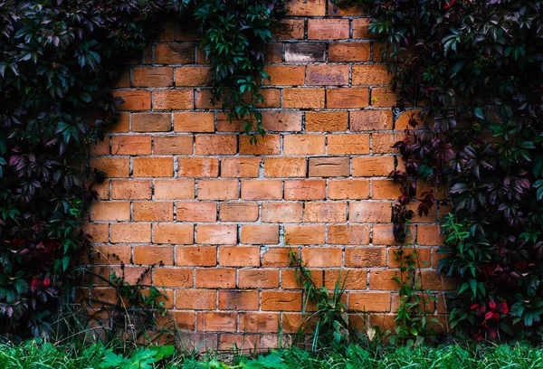 Red bricks rusty wall and climbing ivy background