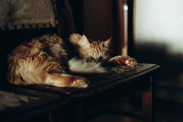 귀여운 생강 고양이 — 스톡 사진