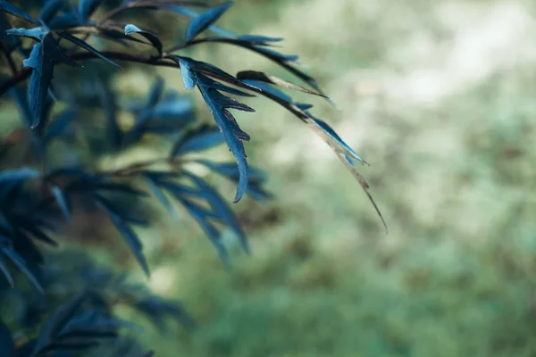 Folhas verdes brilhantes vista superior fundo minimalista — Fotografia de Stock