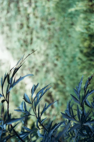 Folhas verdes brilhantes vista superior fundo minimalista — Fotografia de Stock