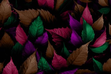 Parlak yeşil yaprakları üst görünümü minimalist arka plan