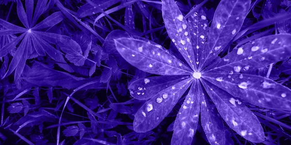 Brillante púrpura hojas vista superior minimalista fondo — Foto de Stock