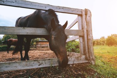 Çiftlik tarafında bir safkan at