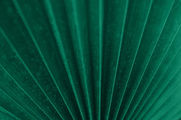 Helles Grün blättert von oben minimalistischen Hintergrund — Stockfoto