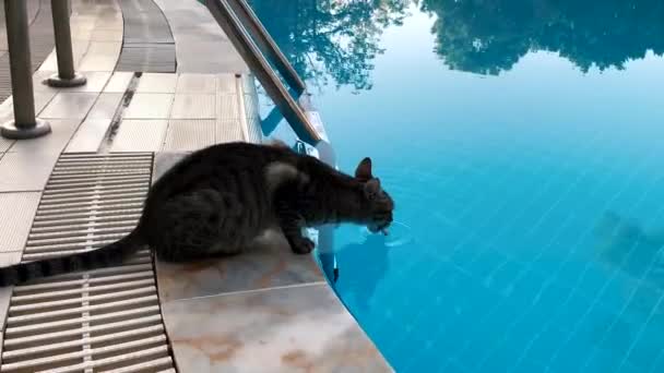 Adorable gato manchado caminando en casa azotea — Vídeos de Stock