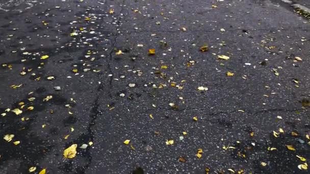 Листья на земле — стоковое видео