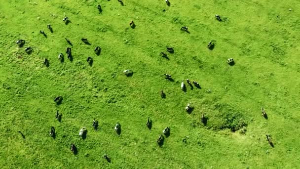 Стадо коров на прекрасном зеленом лугу — стоковое видео