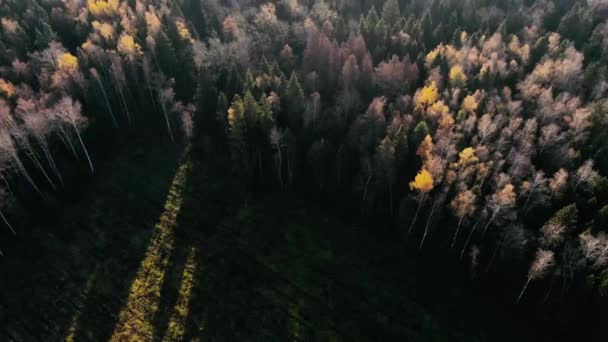 秋の森と素晴らしい風景 — ストック動画