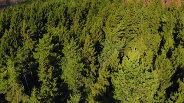 Fantastiskt landskap med barrskog — Stockvideo
