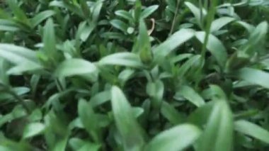 Ormanda ya da tarlada yeşil çimenler arasında hareket