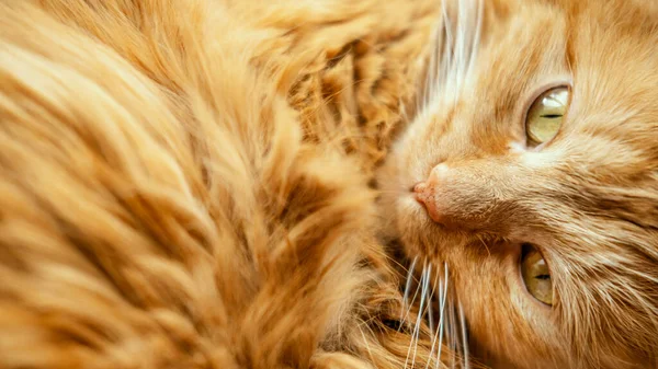 노란 눈을 가진 빨간 고양이 — 스톡 사진