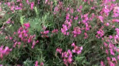 Çiçek açan çayır