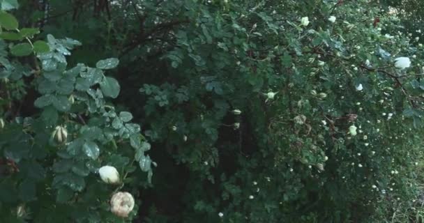 Rosado con hermosas rosas blancas — Vídeos de Stock