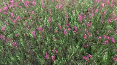 Parkta yeşil çimlerde yürüyen bir kadın