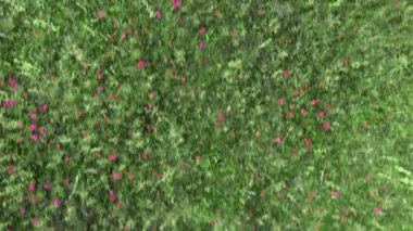 Çiçek açan çayır