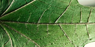 Beyaz arkaplanda makro yeşil yaprak