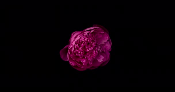 Time-lapse de o bujor roz pe fundal negru — Videoclip de stoc