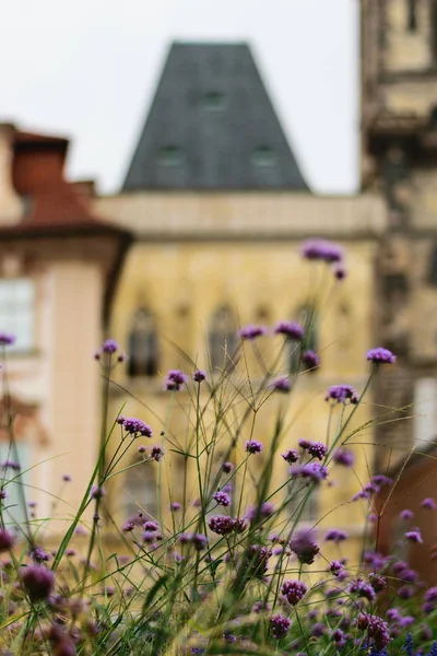Flores Praça Cidade Velha Praga — Fotografia de Stock