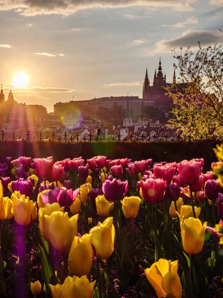 View Vitus Cathedral Prague Castle Tulips Flowerbed Sunset — стоковое фото
