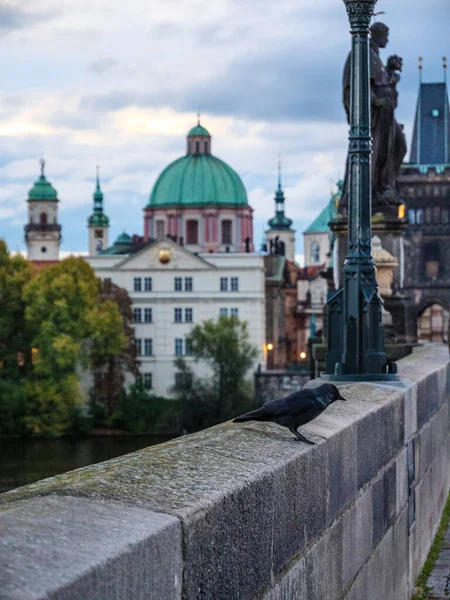 Oiseau Matin Sur Pont Charles Prague — Photo
