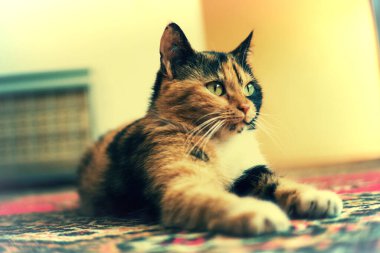 Evde yeşil gözlü üç renkli evcil kedi.