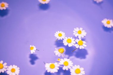 Küçük ve güzel papatyaları yakın plan mavi bir kasede şeffaf suyla ve tabağın altında gölgeyle..