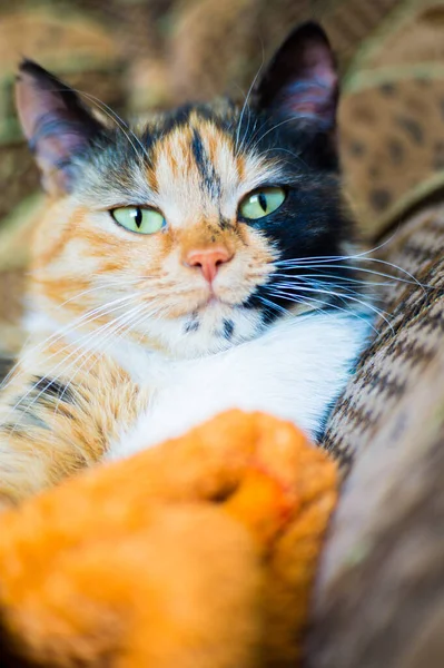 Trojbarevná Domácí Kočka Zelenýma Očima Doma — Stock fotografie