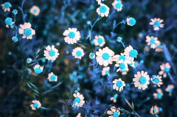 Gänseblümchen Mit Blauen Augen Auf Dem Feld — Stockfoto