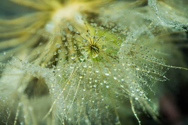 Dewdrops Κοντινό Πλάνο Πιτυρίδας — Φωτογραφία Αρχείου