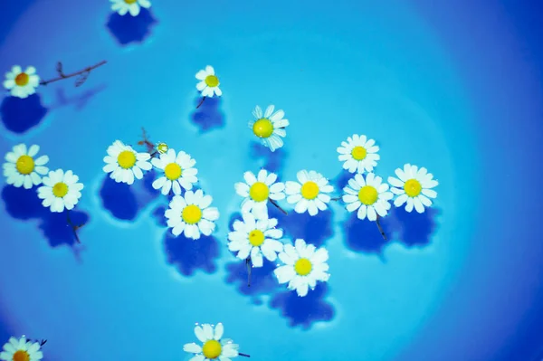 Κοντινό Πλάνο Μικρών Και Όμορφων Μαργαρίτες Ένα Μπλε Μπολ Διάφανο — Φωτογραφία Αρχείου