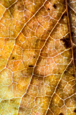 Sonbahar sarı yaprağının dokusu yakın..