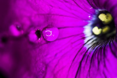 Güzel bir çiçeğin üzerine çiy damlası düşer..