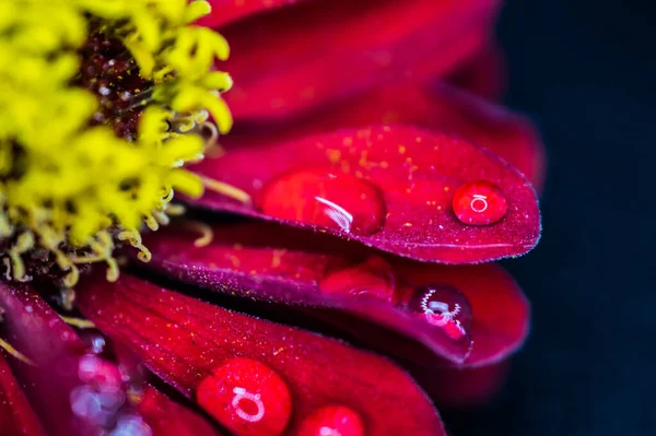 Падіння Роси Красиву Квітку Крупним Планом — стокове фото