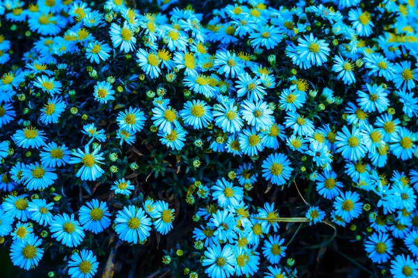 Όμορφα Λουλούδια Μεγαλώνουν Όμορφα Και Πυκνά Στον Κήπο — Φωτογραφία Αρχείου