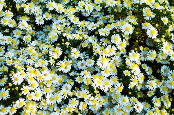 Bahçede Güzel Yoğun Çiçekler Yetişir — Stok fotoğraf