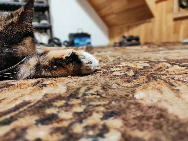 自宅で横になっている間にカメラをポーズ国内とかわいい三色の猫 — ストック写真