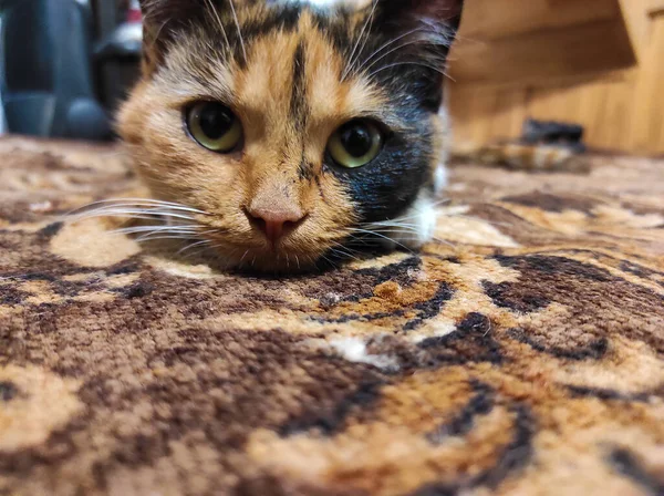 Домашня Мила Триколорна Кішка Позує Камеру Лежачи Вдома — стокове фото