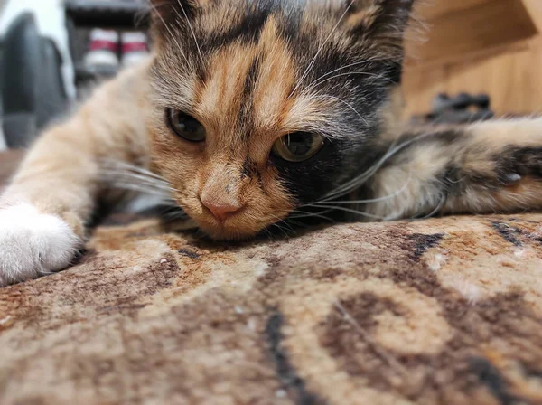 Doméstico Lindo Tricolor Gato Posando Cámara Mientras Está Acostado Casa — Foto de Stock