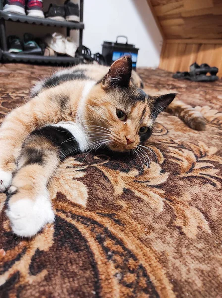 Doméstico Bonito Tricolor Gato Posando Câmera Enquanto Deitado Casa — Fotografia de Stock