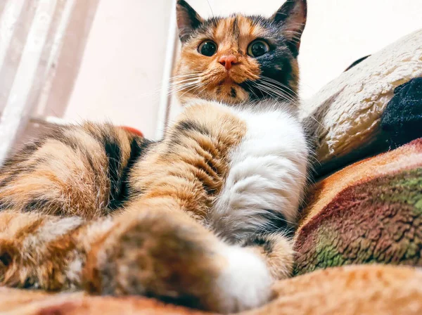 Doméstico Bonito Tricolor Gato Posando Câmera Enquanto Deitado Casa — Fotografia de Stock